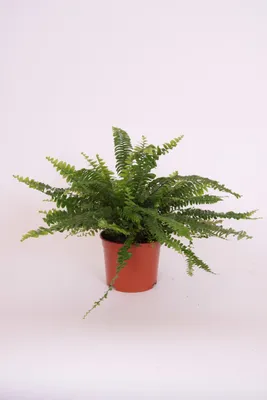Boston fern 'Green Lady' Care (Watering, Fertilize, Pruning, Propagation) -  PictureThis
