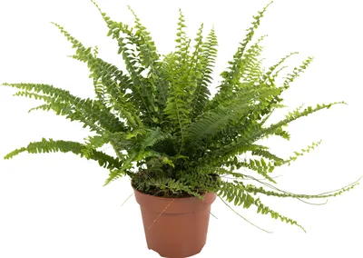 Nephrolepis exaltata 'Green Lady' – nefrolepis wyniosły | Zielony-parapet