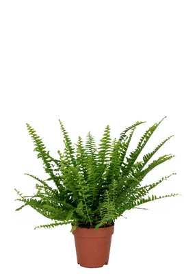 Nephrolepis Green Lady - 60 cm - Inklusive Übertopf