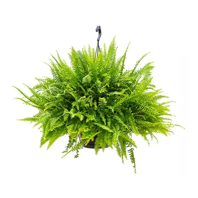 Nephrolepis exaltata Green Lady - Green Lady Boston Fern - Hortology