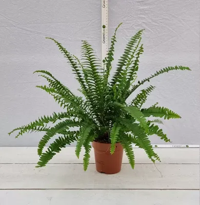 Nephrolepis 'Green Lady' Indoor Fern 12cm Pot-Currently Out of Stock - Old  Railway Line Garden Centre