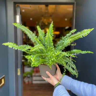 Houseplant - Nephrolepis - Green Lady - 12cm Pot | eBay