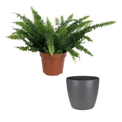 Schwertfarn, Nephrolepis exaltata »Green Lady«, Topf ⌀: 26 cm - hagebau.de