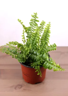 Nephrolepis Green Lady - Krulvaren - P17 kopen? - Plantje.nl