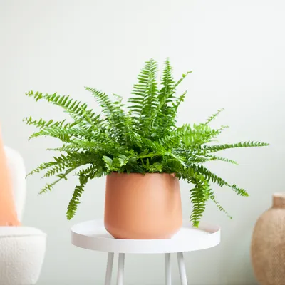 Nephrolepis Green Lady - Boston Fern, 23cm Hanging Pot – Cornercopia Store