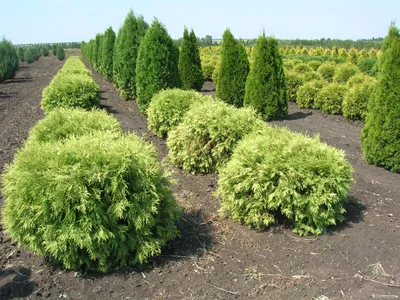 Туя складчатая Корник III (thuja plicata kórnik iii) 🌿 обзор: как сажать,  саженцы туи Корник III - YouTube