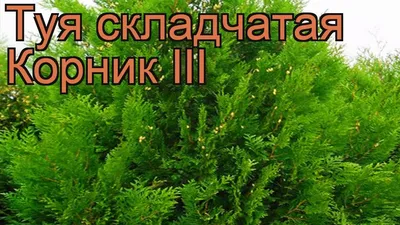 ꕤ Туя западная Howeja 1,5 л • купить Туя западная Howeja 1,5 л по цене от  171.99 грн. в Украине