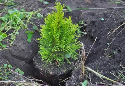 Туя Смарагд Голд 🌲 по лучшей цене 2500 руб. в Москве - купить саженцы туи  Golden Smaragd в питомнике «Зеленый Рай»