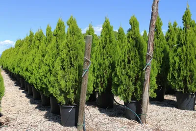 Туя шаровидная низкорослая Даника (Thuja Danica 25-30см)