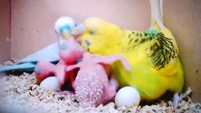 Как правильно кормить пару попугаев на кладке - Стр. 2 - Форумы о попугаях