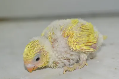 Новорождённый попугай - 60 фото: смотреть онлайн