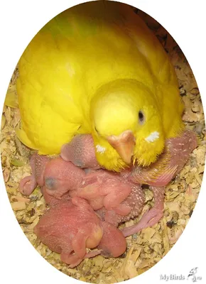 Интересные факты о волнистом попугае – 20 фото - картинки - Фото мир природы