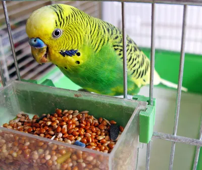 Купить Игрушка из меха Попугай волнистый | Ещё животные | Страна Мастеров