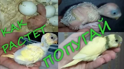 Budgie chick from 0 to 29 days - YouTube