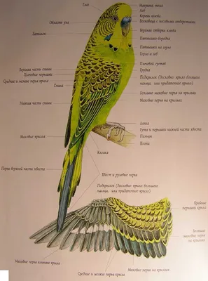 Волнистый попугай / Melopsittacus undulatus - «7 волнистых попугаев. Опыт  содержания 2 года.Расскажу, почему нам пришлось от них отказаться.+много  фото» | отзывы