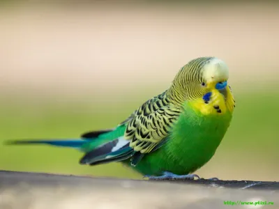 Новорожденные попугаи - 33 фото: смотреть онлайн