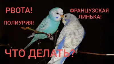 В Красноярске мяукающий попугай говорит по телефону - 5 января 2020 - НГС24