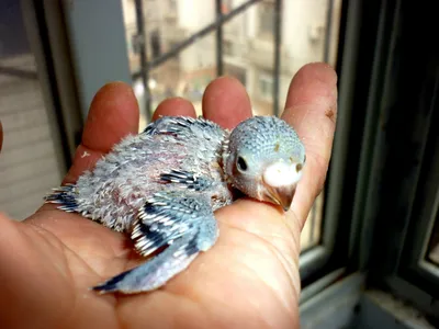 Новорожденный попугай - 86 фото