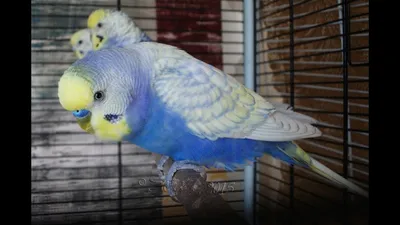Птенцы волнистых попугаев ручные купить в Москве | Животные и зоотовары |  Авито