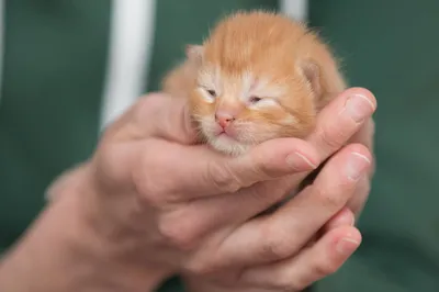 Шотландские вислоухие котята.2 месяца. К лотку приучены | Договорная | КОТЫ  Ош ᐈ lalafo.kg | Объявление создано 30 Май 2022 16:47:49