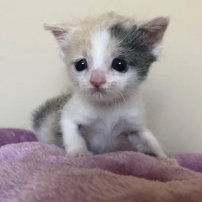 две шотландские котята очень забавно смотрят на облако из хлопка. Стоковое  Изображение - изображение насчитывающей отечественно, любимчики: 217357545