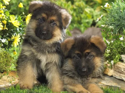 Фото овчарок | German sheperd dogs, German shepherd puppies, German shepherd