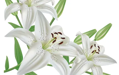 Обои Цветы, Белые, Лилии картинки на рабочий стол, раздел цветы - скачать