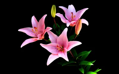 Обои лилии, гербарий, ромашки, картинка одинокий мак. Скачать фото 2560x1600