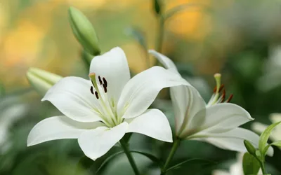 Белые лилии обои - 35 фото