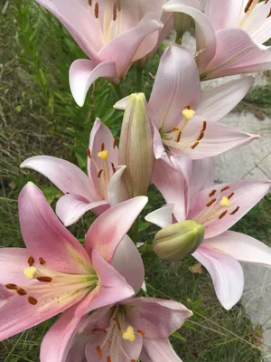 Wallpaper / iPhone / flower / lily | Beautiful flowers photography,  Flowers, Pretty flowers