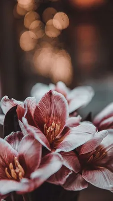 Лилия 🌸 | Soyut çiçek resimleri, Soyut fotoğrafçılık, Resim duvarı