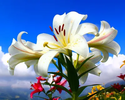 Скачать 1280x1024 лилии, цветы, много, небо, облака, солнечно, настроение  обои, картинки стандарт 5:4