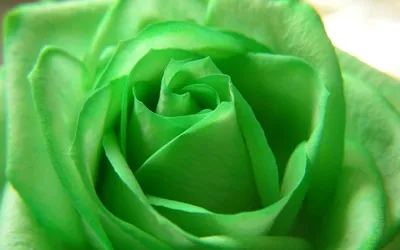 Розы фисташкового цвета - 72 фото