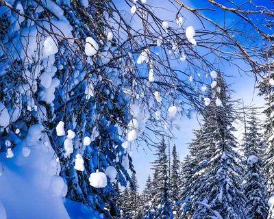 Обои Хабаровский край, Россия, красивая зима, снег, лес, деревья, ветки  1920x1200 HD Изображение
