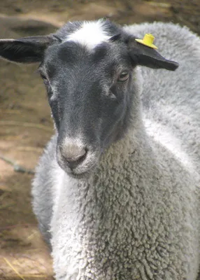 Овцы романовской породы, история породы, качества, преимущества, читать на  сайте yarferma