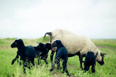 Романовские овцы — особенности породы их содержания. Фото — Ботаничка