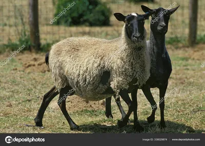 ⬇ Скачать картинки Романовские овцы, стоковые фото Романовские овцы в  хорошем качестве | Depositphotos