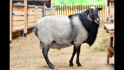 Товарные овцы и помеси | Агрофирма Авангард