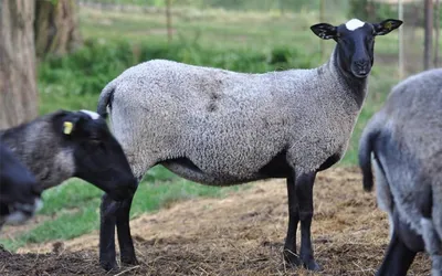 Продажа овец романовской породы - КХ НИВА