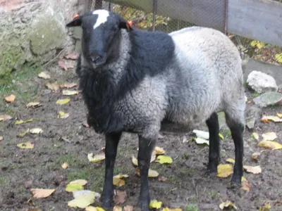 Романовская овца — Википедия