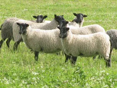 Овцы романовской породы фото
