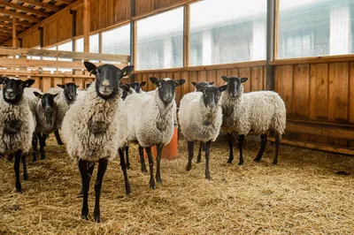 Свыше 6 тысяч голов племенных овец романовской породы содержат в хозяйствах  Ярославской области - АгроБаза
