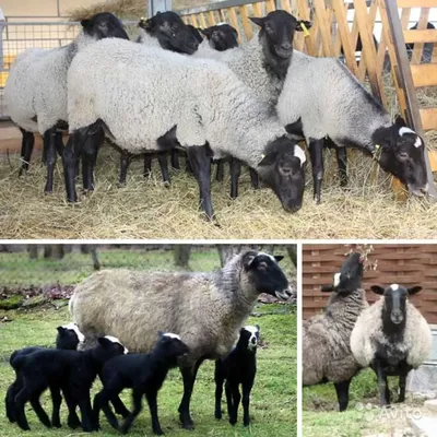Романовская порода овец - Описание и фото. Фермеры России