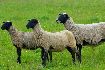 Романовские овцы — особенности породы их содержания. Фото — Ботаничка