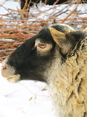 Разведение овец Романовской породы в Иваново возродят при поддержке КМСП -  РИА Новости, 29.01.2021