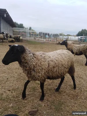 Романовские овцы, цена 10000 руб. купить в Конаково