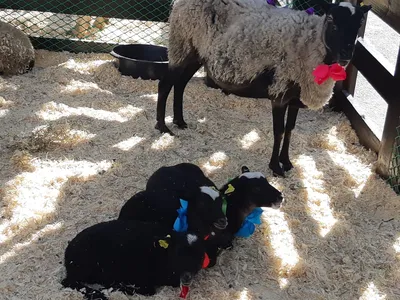 Овцы на выставке АгроФарм 2018: фото пород овец тексель, дорпер, катумская,  романовская