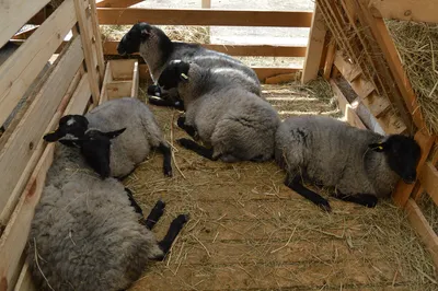 Овцы Романовской породы: ярки; ягнята; бараны.