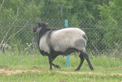 Овцы романовской породы, история породы, качества, преимущества, читать на  сайте yarferma
