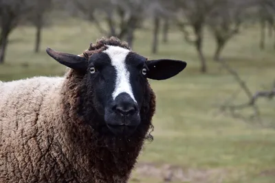 Романовская порода овец. Племрепродуктор Атис СХ. Видео в формате 360° -  YouTube